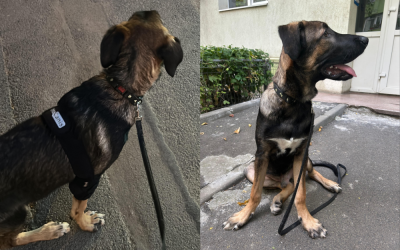 Untitled-design-37-1000x666.png - RevistaPolitica