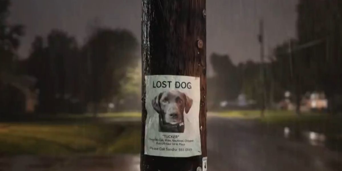 amazon-ring-tehnologie-monitorizare-animale-disparute.jpg - RevistaPolitica