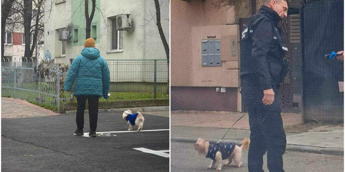 amenzi-bucuresteni-care-nu-strang-dupa-cainii-lor.jpg - RevistaPolitica