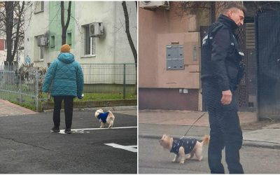 amenzi-bucuresteni-care-nu-strang-dupa-cainii-lor.jpg - RevistaPolitica