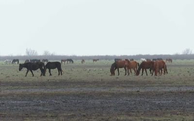 cai-letea-1.png - RevistaPolitica