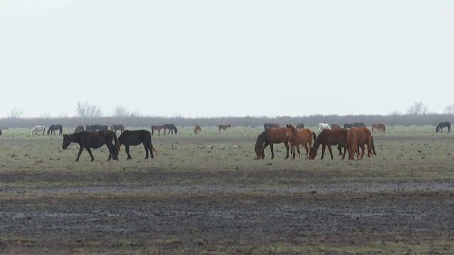 cai-letea-1.png - RevistaPolitica