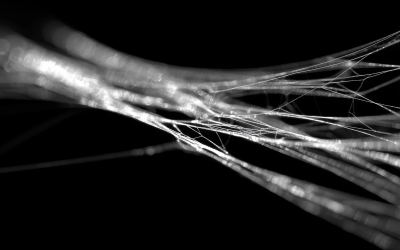 matase-paianjen.png - RevistaPolitica