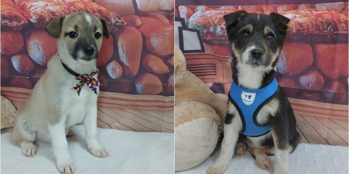 targ-adoptii-ASPA.jpg - RevistaPolitica