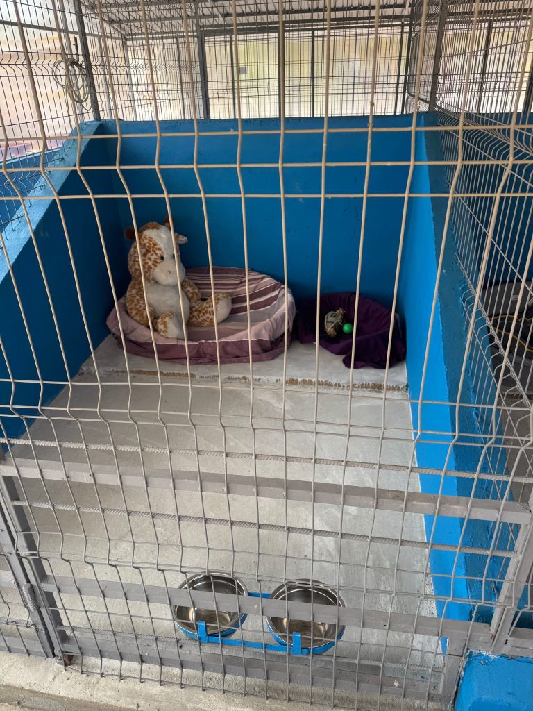 Centru public de adopții pentru căței, inaugurat în Ilfov