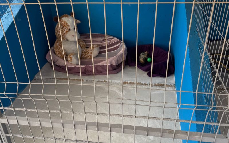 Centru public de adopții pentru căței, inaugurat în Ilfov