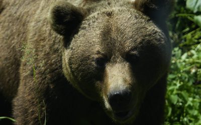 Camera Deputaților va dezbate miercuri proiectul de lege privind gestionarea atacurilor urșilor bruni Camera Deputaților urmează să voteze, în plenul de miercuri, proiectul de lege menit să reglementeze metodele de intervenție imediată pentru prevenirea și combaterea atacurilor urșilor bruni asupra persoanelor și bunurilor acestora