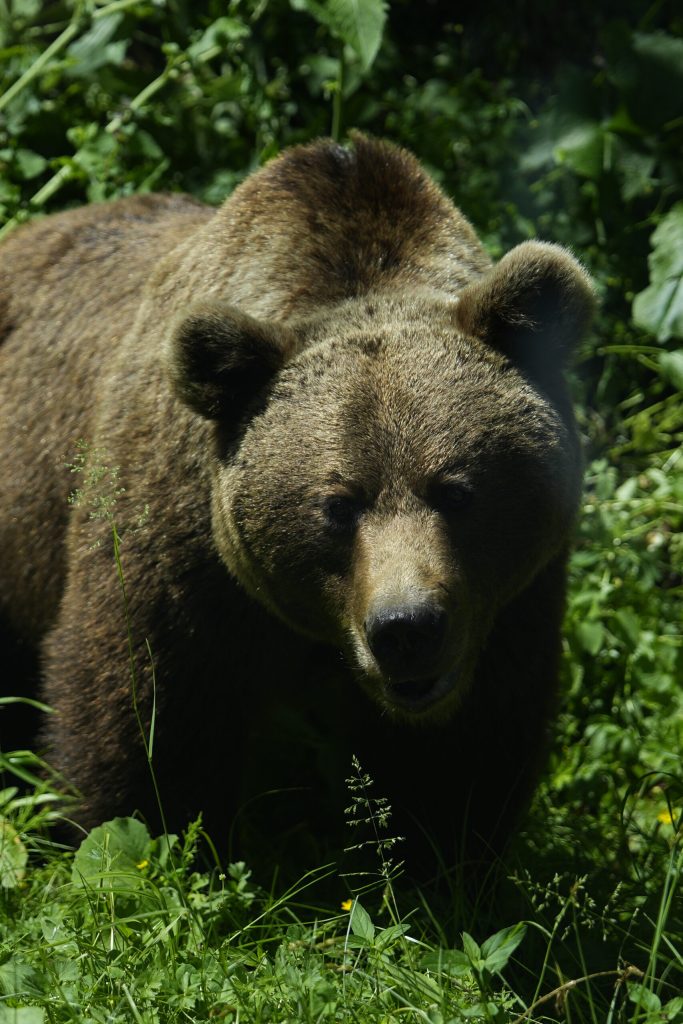 Camera Deputaților va dezbate miercuri proiectul de lege privind gestionarea atacurilor urșilor bruni Camera Deputaților urmează să voteze, în plenul de miercuri, proiectul de lege menit să reglementeze metodele de intervenție imediată pentru prevenirea și combaterea atacurilor urșilor bruni asupra persoanelor și bunurilor acestora