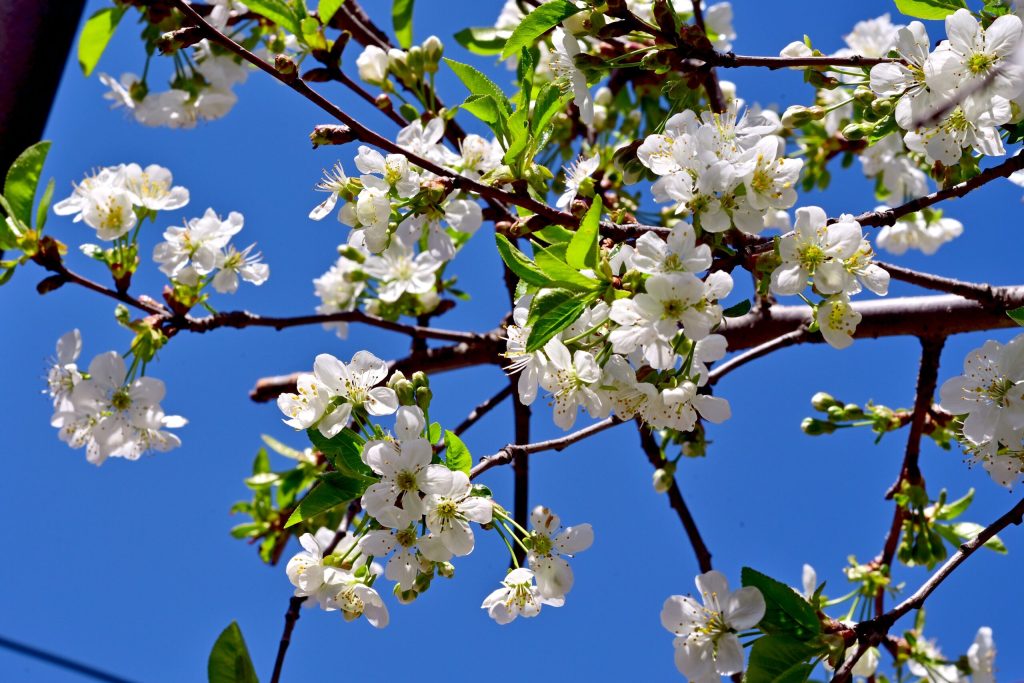 Administrația Națională de Meteorologie (ANM) a publicat prognoza meteo pentru următoarele săptămâni, oferind o perspectivă asupra vremii în perioada 13 aprilie – 11 mai 2026, interval care include și minivacanța de 1 Mai