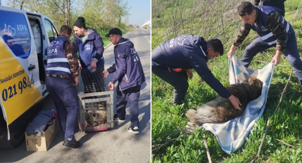 ASPA: 61 de câini abandonați pe străzile din București, săptămâna trecută
