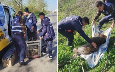 ASPA: 61 de câini abandonați pe străzile din București, săptămâna trecută