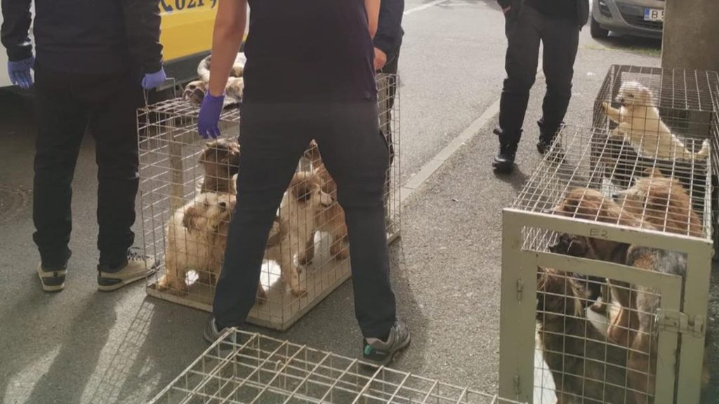 Zeci de câini, salvați din INFERNUL din Sectorul 4: trăiau în mizerie
