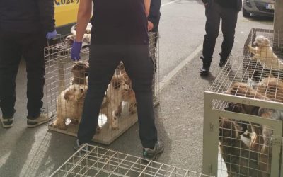Zeci de câini, salvați din INFERNUL din Sectorul 4: trăiau în mizerie