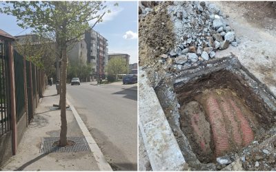 FOTO | Sectorul 4, revoltă pe stradă: Copacii plantați aiurea costă 1,6 mil. euro