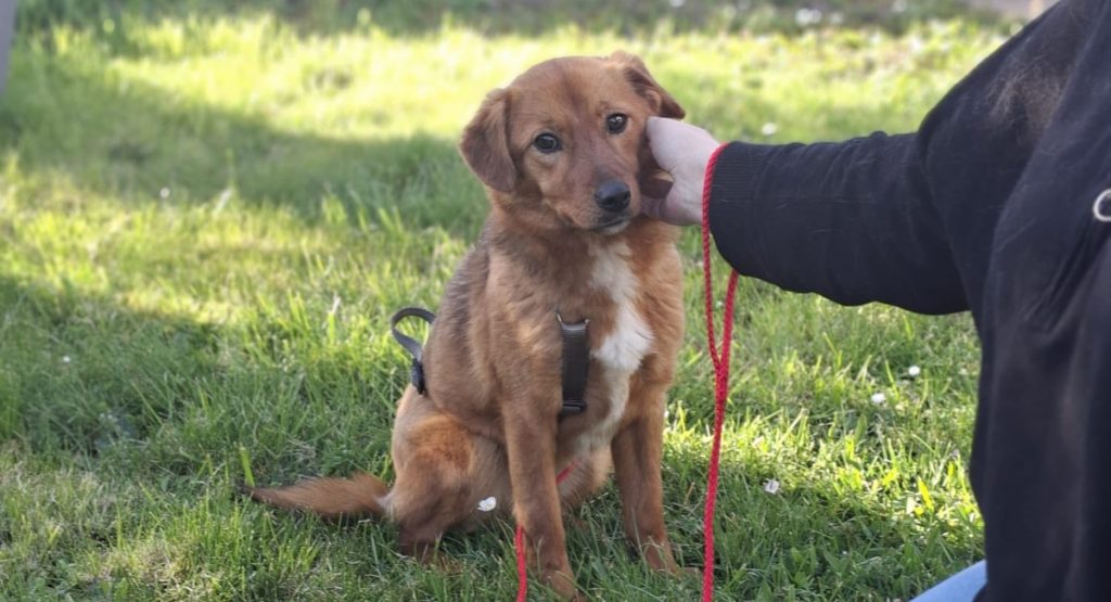 Ilfov: Sterilizări GRATUITE pentru câinii cu stăpâni. Unde merg echipele?