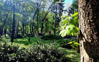 Kiseleff, reamenajat: Concurs internațional pentru un parc nou în București