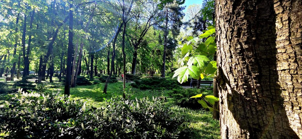 Kiseleff, reamenajat: Concurs internațional pentru un parc nou în București