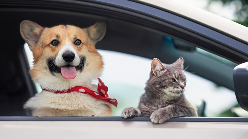 Amenzi USTURĂTOARE pentru șoferii din România: Câinele pe scaunul din față, PROBLEMĂ GRAVĂ