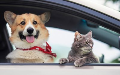 Amenzi USTURĂTOARE pentru șoferii din România: Câinele pe scaunul din față, PROBLEMĂ GRAVĂ