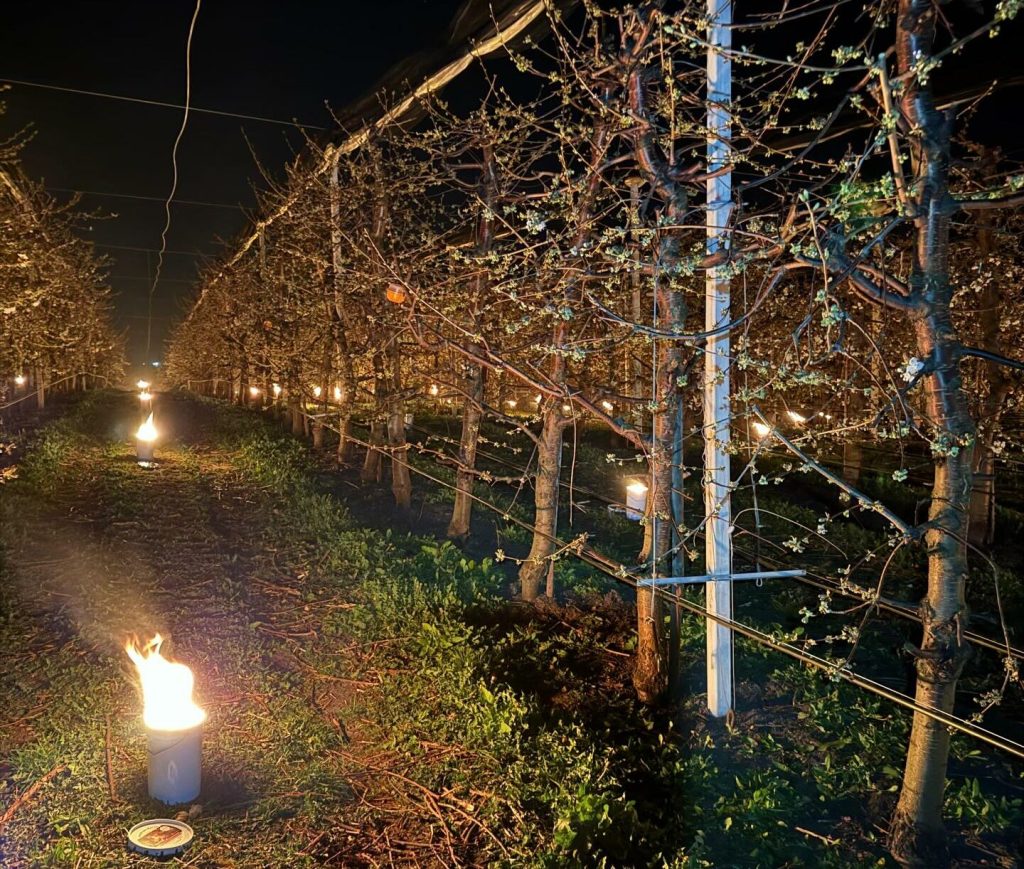 O fermă din România a cheltuit 40.000 de euro într-o singură noapte pentru a-și proteja recolta de cireșe de înghețul târziu