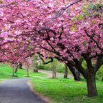 primavara-shutterstock.jpg - RevistaPolitica