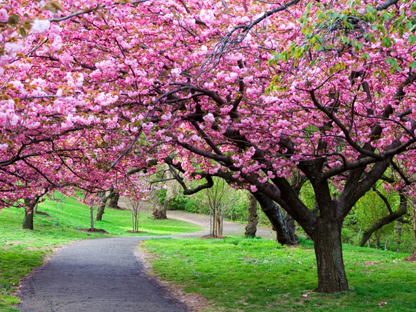 primavara-shutterstock.jpg - RevistaPolitica