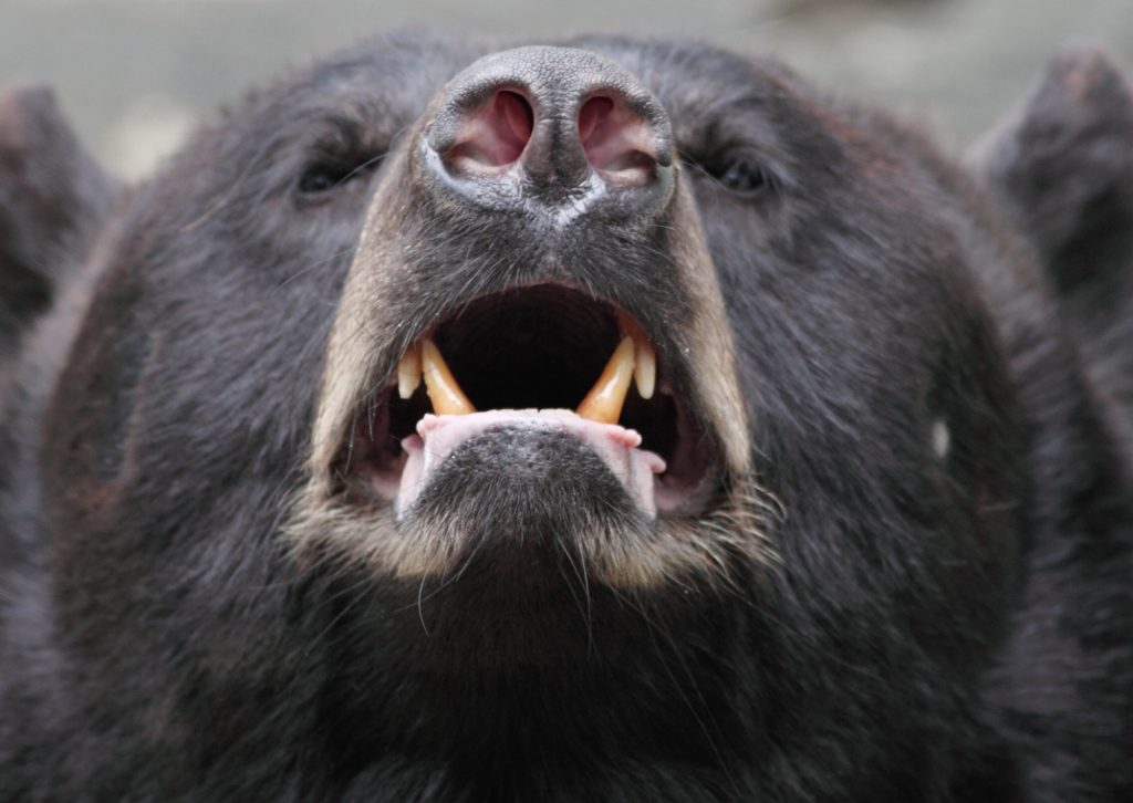 Primarii vor putea interveni în caz de atac al urșilor asupra populației, după ce deputații au votat miercuri un proiect de lege în acest sens