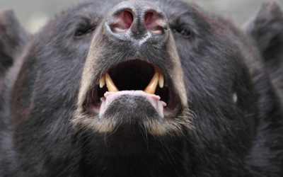 Primarii vor putea interveni în caz de atac al urșilor asupra populației, după ce deputații au votat miercuri un proiect de lege în acest sens