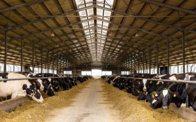 România dă startul exporturilor de lactate în China, pe o piață de 70 de miliarde de dolari Producătorii de lactate din România vor putea, în curând, să cucerească piața chineză
