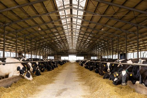 România dă startul exporturilor de lactate în China, pe o piață de 70 de miliarde de dolari Producătorii de lactate din România vor putea, în curând, să cucerească piața chineză