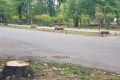 Bucureștenii decid: Cum va arăta Parcul Herăstrău după restaurare