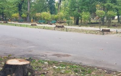 Bucureștenii decid: Cum va arăta Parcul Herăstrău după restaurare