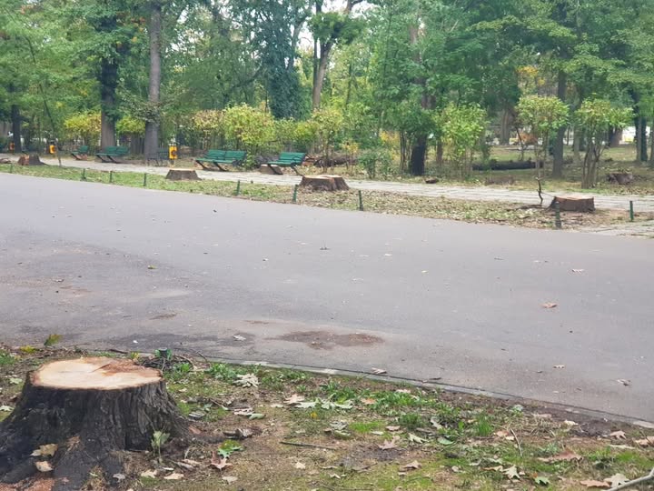 Bucureștenii decid: Cum va arăta Parcul Herăstrău după restaurare