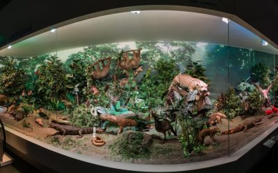 Antipa: Intrarea gratuită la expoziția permanentă, în Noaptea Muzeelor
