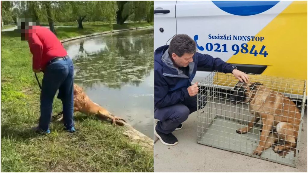 Bărbat din București, anchetat: Ar fi vrut să înece un câine în Parcul Tineretului