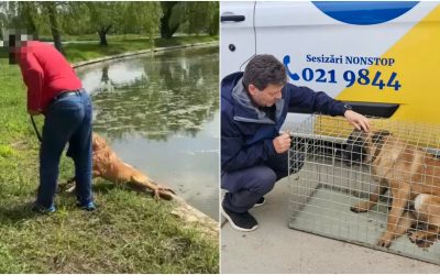 Bărbat din București, anchetat: Ar fi vrut să înece un câine în Parcul Tineretului