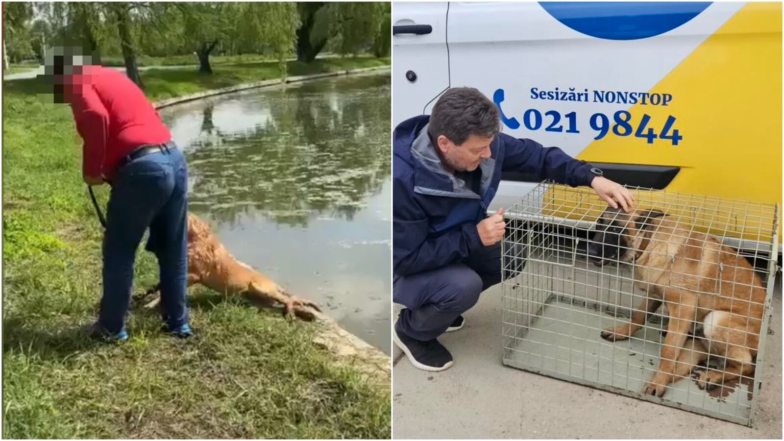 Bărbat din București, anchetat: Ar fi vrut să înece un câine în Parcul Tineretului