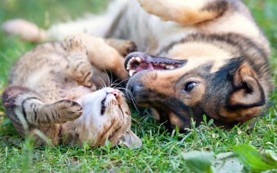 Târg de adopții în Parcul Plumbuita: București alocă un milion de lei