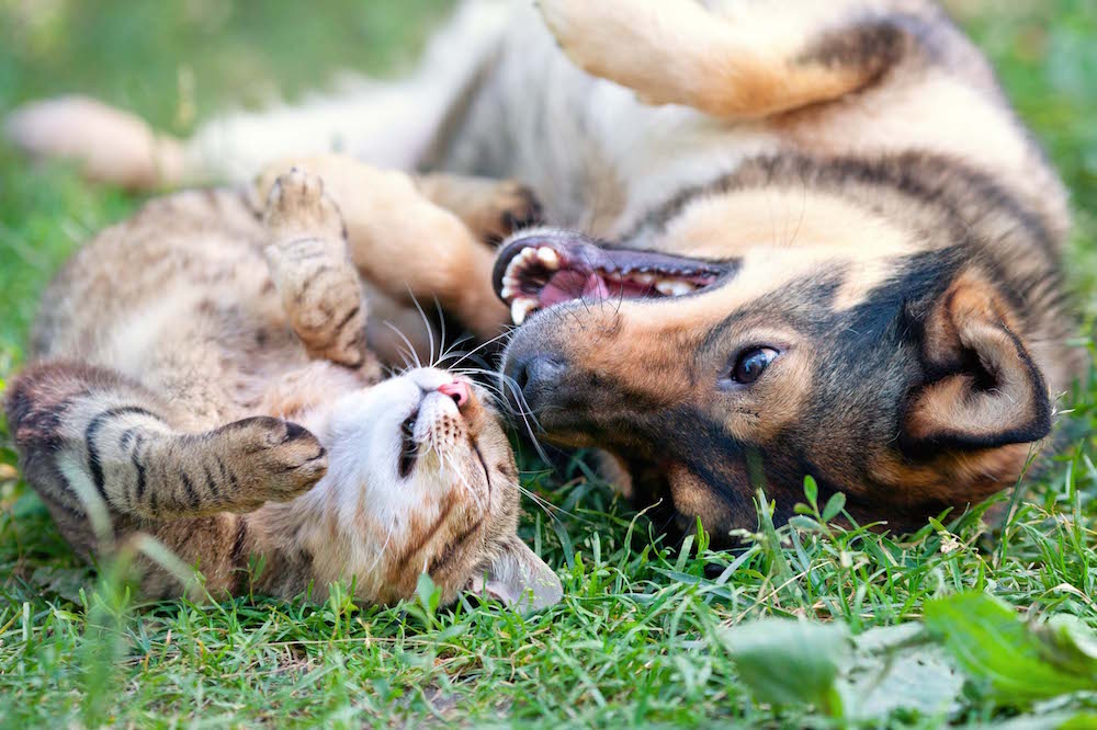 Târg de adopții în Parcul Plumbuita: București alocă un milion de lei