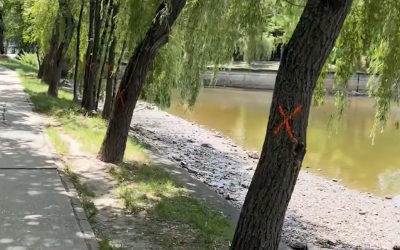 Herăstrău: Copaci marcați „X” pe noul șantier PMB
