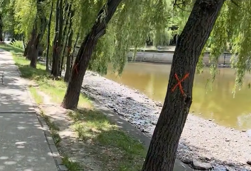 Herăstrău: Copaci marcați „X” pe noul șantier PMB