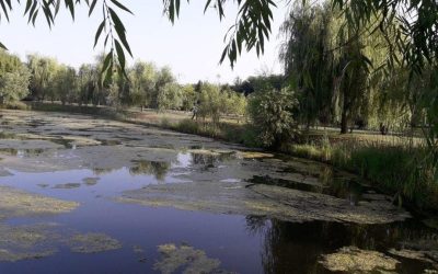 Țânțarii din București atacți: a început al patrulea tratament
