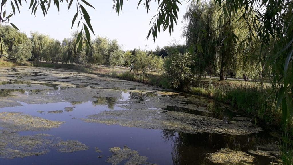 Țânțarii din București atacți: a început al patrulea tratament