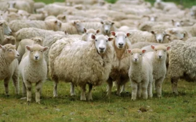 Deputatul Dumitru Coarnă a reacționat vehement la decizia Comisiei Europene de a suspenda exportul de ovine din România până în 2026