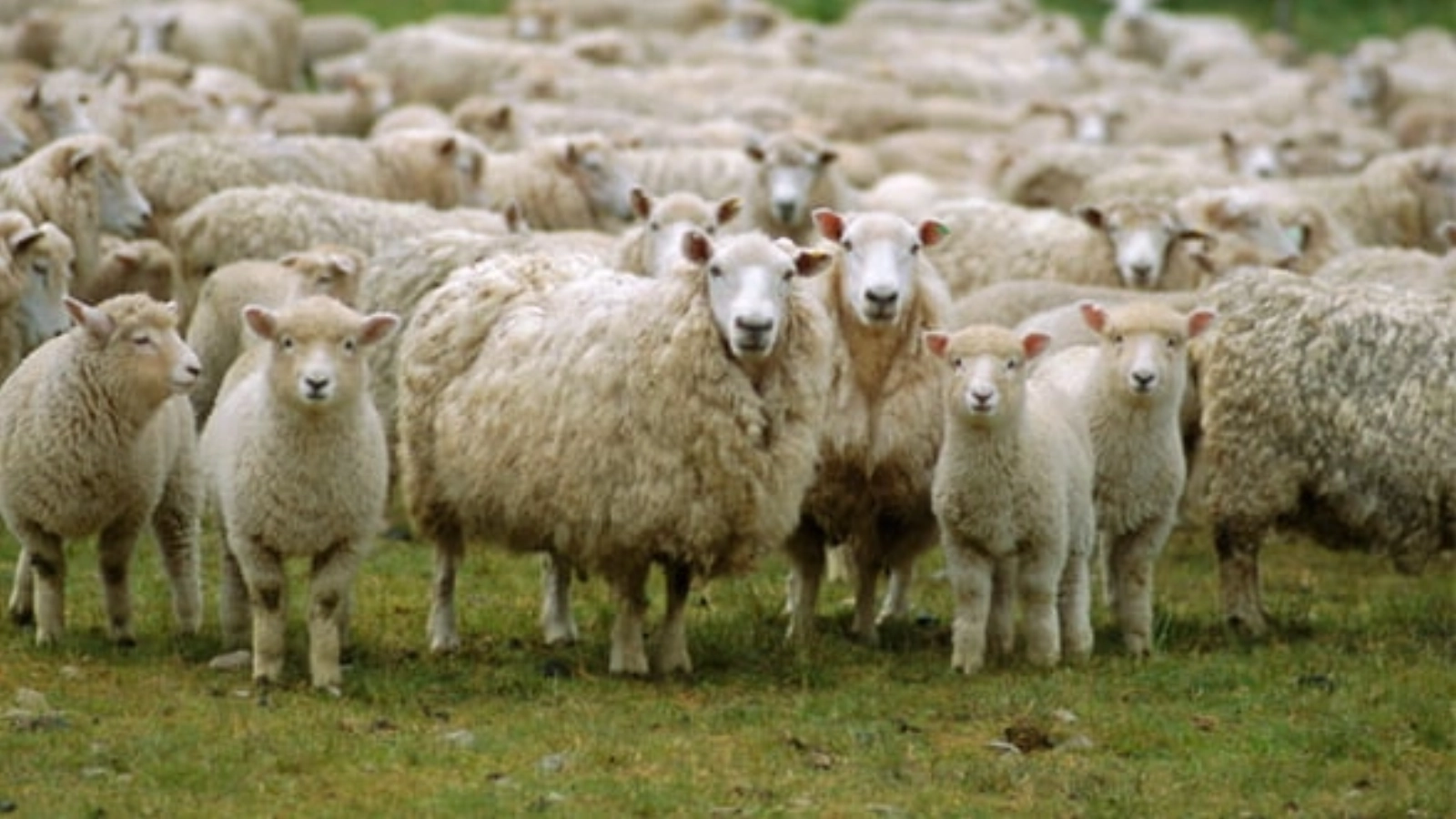 Deputatul Dumitru Coarnă a reacționat vehement la decizia Comisiei Europene de a suspenda exportul de ovine din România până în 2026