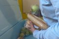 Școala 32: Prânz sărac la „Masă sănătoasă”