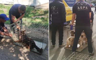 ASPA: 1.180 de câini abandonați, refugiați pe străzile orașului