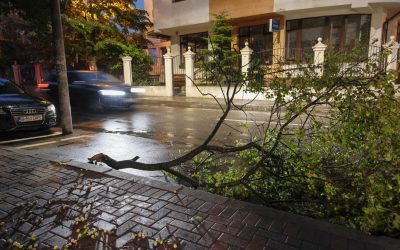 Copaci doborâți în București: 101 afectați de vijelie
