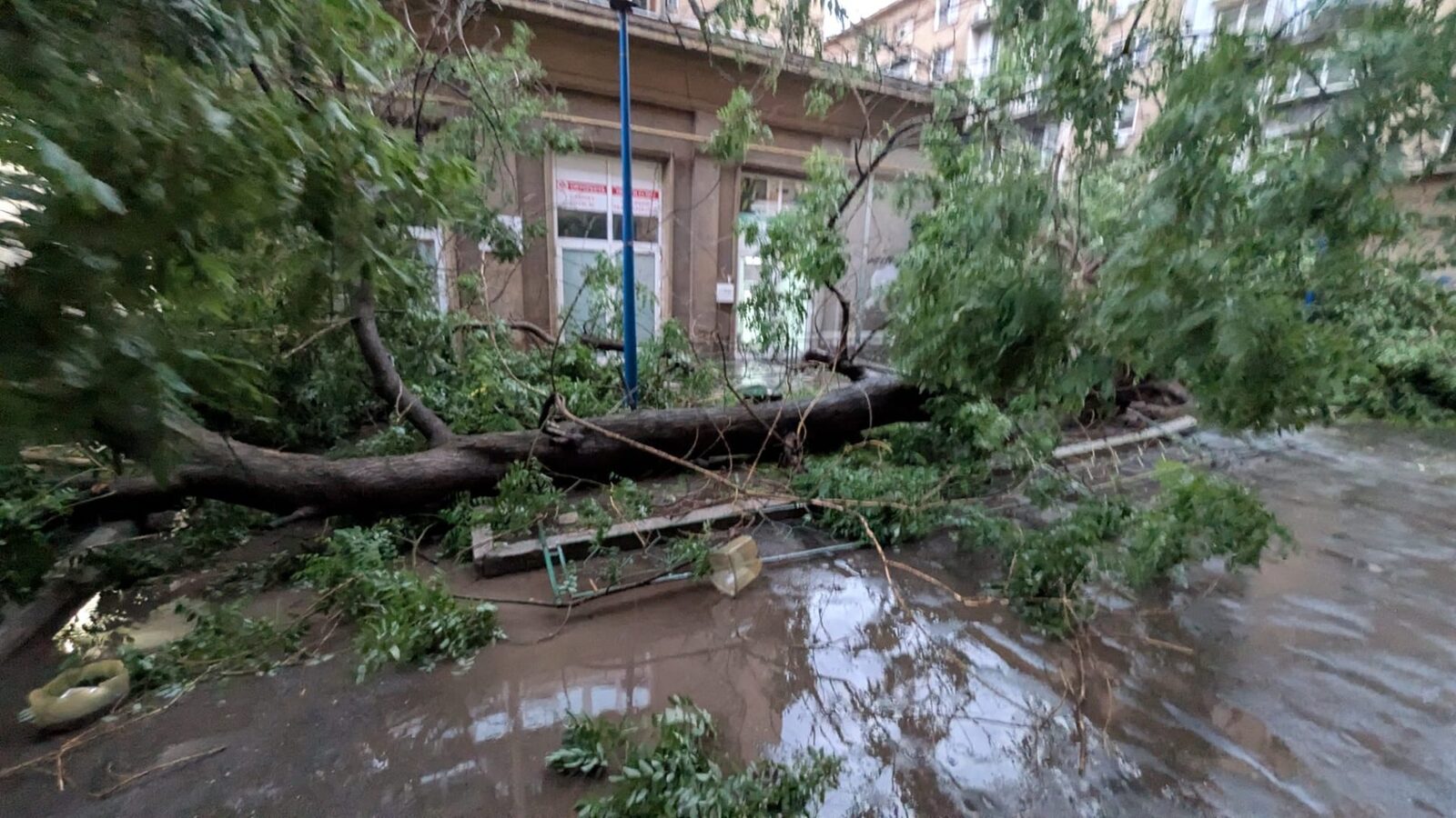 Furtună! București și Ilfov, pradă haosului: 1.124 copaci doborâți, 480 mașini distruse