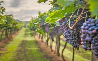 Ministerul Agriculturii și Dezvoltării Rurale (MADR) a anunțat punerea la dispoziție a unui fond de peste 11 milioane de euro destinat producătorilor din sectorul vitivinicol